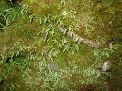 Notogrammitis ciliata. Mature plants growing on a clay bank.
 Image: L.R. Perrie © Leon Perrie CC BY-NC 3.0 NZ